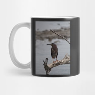 Green Heron Mug